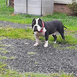 American Bully for Stud - RUFF RYDERS Grand Ch STACKZ in Newport News, va