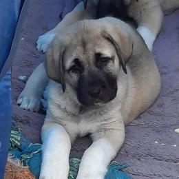 Kangal Puppies Available! in Philadelphia, pa
