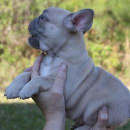 Lilac Fawn French Bulldog Girl Available in Byron, ga