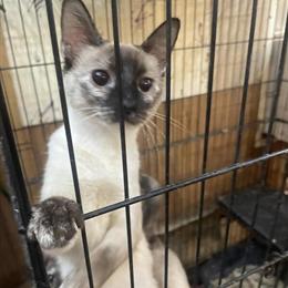 Tortie Point Kittens - 8 Months Old Girls Ready for New Homes in Danville, va