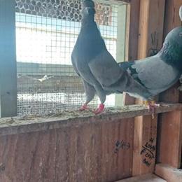 English Tippler Pigeons for Sale in Calabasas, ca