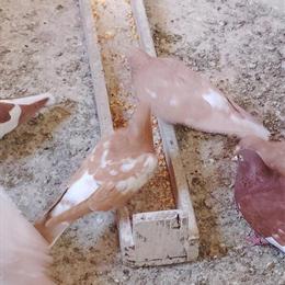 English Tippler Pigeons for Sale in Calabasas, ca