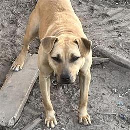 Pit Bull Puppies for Sale in Hearne, tx