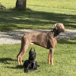 Fawn Doberman Stud Service Available in Lapeer, mi