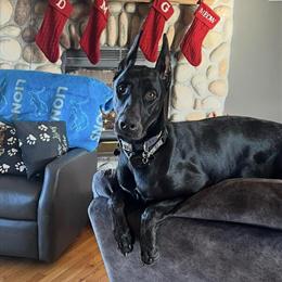 Doberman Stud Service - AKC All Black/Jet Black Available in Lapeer, mi