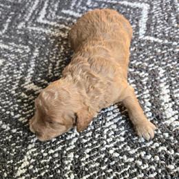 Mini Goldendoodle Puppy - Male, Born 2/2/26, Ready 4/2/26 in Grand Rapids, mi