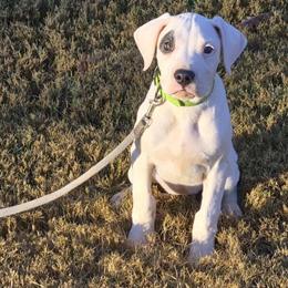 Dogo Argentino Female, 5 Months Old in Atlanta, ga