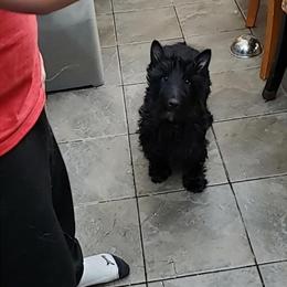 Scottish Terrier Female Available for Adoption in Cincinnati, oh