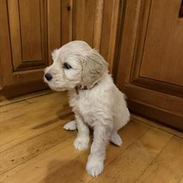 Portuguese Water Dog Tanner Ready for His Forever Home in Swartz Creek, mi