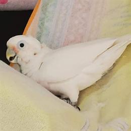 Goffin's Cockatoo Harry Needs a New Home in Roseville, mi