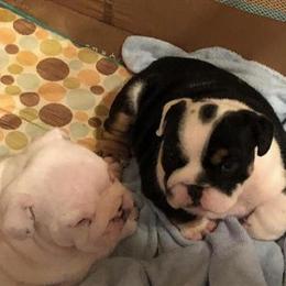 English Bulldog Rocky Available for Stud Services in Winter Haven, fl
