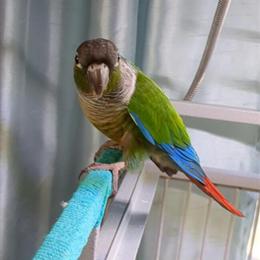 Green Cheek Conure Looking for a Loving Home in Sebewaing, mi