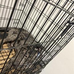 American Bully Puppy Available for Adoption in Upper Marlboro, md