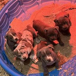 American Bully Puppies Available for Loving Homes in Franklin, nh