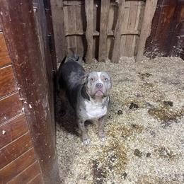 Three Female American Bullies Available for Rehoming in Franklin, nh