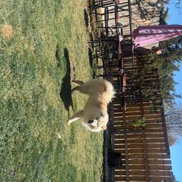 Chow for adoption in Denver, co