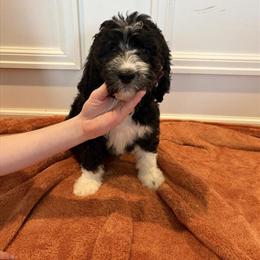 Sheepdoodles Available in Bowling Green, oh