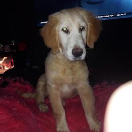Golden Retriever Puppy Looking for a Home in Roseville, mi