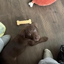 Chocolate Labrador Retriever Puppy for Adoption in Deckerville, mi