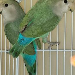Peachface lovebirds looking for new homes in Roseville, mi
