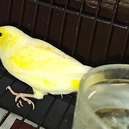 Two Male Canaries Looking for New Homes in Roseville, mi