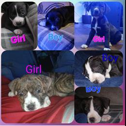 Pitbull Puppies Ready for New Homes in Roseville, mi