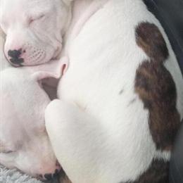 Dogo Argentino Puppy Looking for a Home in Roseville, mi