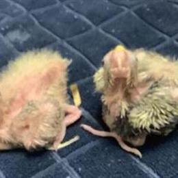 Baby Cockatiels Ready for New Homes in Roseville, mi