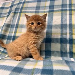 Kittens Ready to Go - 8 Weeks Old in Chicopee, ma