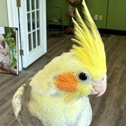 Baby Cockatiels Available in Roseville, mi