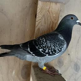 Jan Arden Long Distance Pigeons for Sale in Rockford, il