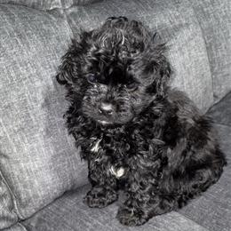 Shihpoo Puppy Boy Ready for Forever Home in Detroit, mi