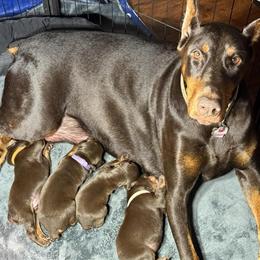Doberman Puppies Available - Born Dec 6th, 7 Weeks Old in Spring, tx