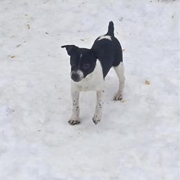 Jack Russell Puppies Ready for Adoption in McBain, mi