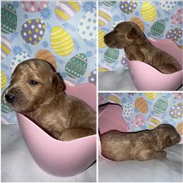 Mini Goldendoodles Available for Pickup on May 10th in Gary, in