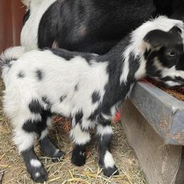Nigerian Dwarf Goat Kid Reservations for 2026 in Coopersville, mi