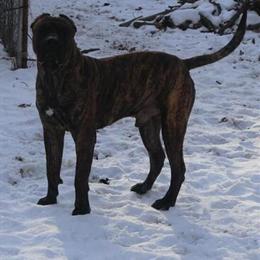 Presa Canario Puppies for Sale in Milwaukee, wi
