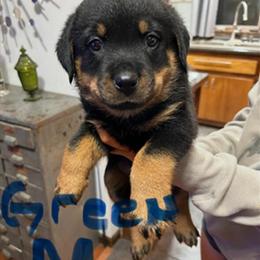 Rottweiler Puppies Available - 9 Weeks Old in Muncie, in