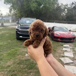 Male Toy Poodle Available with Health Certificate in Tampa, fl