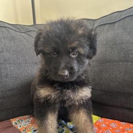 German Shepherd Puppies Ready for Adoption in Milwaukee, wi