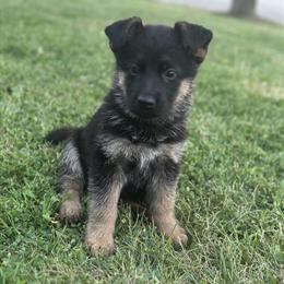 German Shepherd Puppies for Sale in Milwaukee, wi