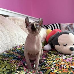 Female Sphynx Elf Kitten with Blue Eyes for Adoption in Harrisburg, pa