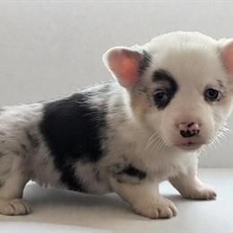 Corgis Available: Male Sable Merle and Female Blue Merle in Cleveland, oh