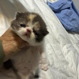 Exotic Shorthair Calico Kitten for Adoption in Palm Coast, fl