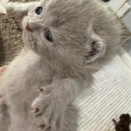 Exotic Shorthair Male Kitten Available in Palm Coast, fl