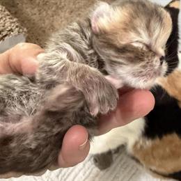 Exotic Tabby Kittens in Chocolate and Lilac in Palm Coast, fl
