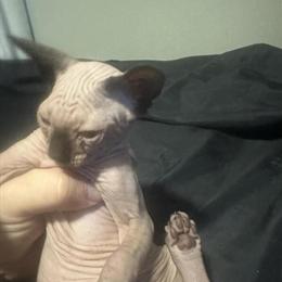 Sphynx Kittens Available in Cleveland, oh