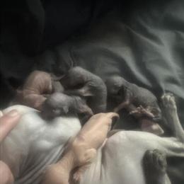 Sphynx Kittens Available - New Litter of 3 Boys and 2 Girls in Cleveland, oh