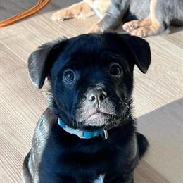 French Bulldog Puppy Shadow - Vaccinated and Trained, Ready for a New Home in Monroe, ny