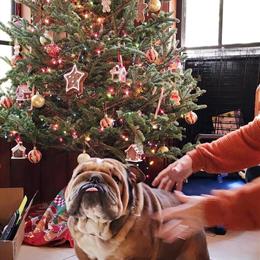 English Bulldog Stud Service and Puppies Available in Orange City, fl